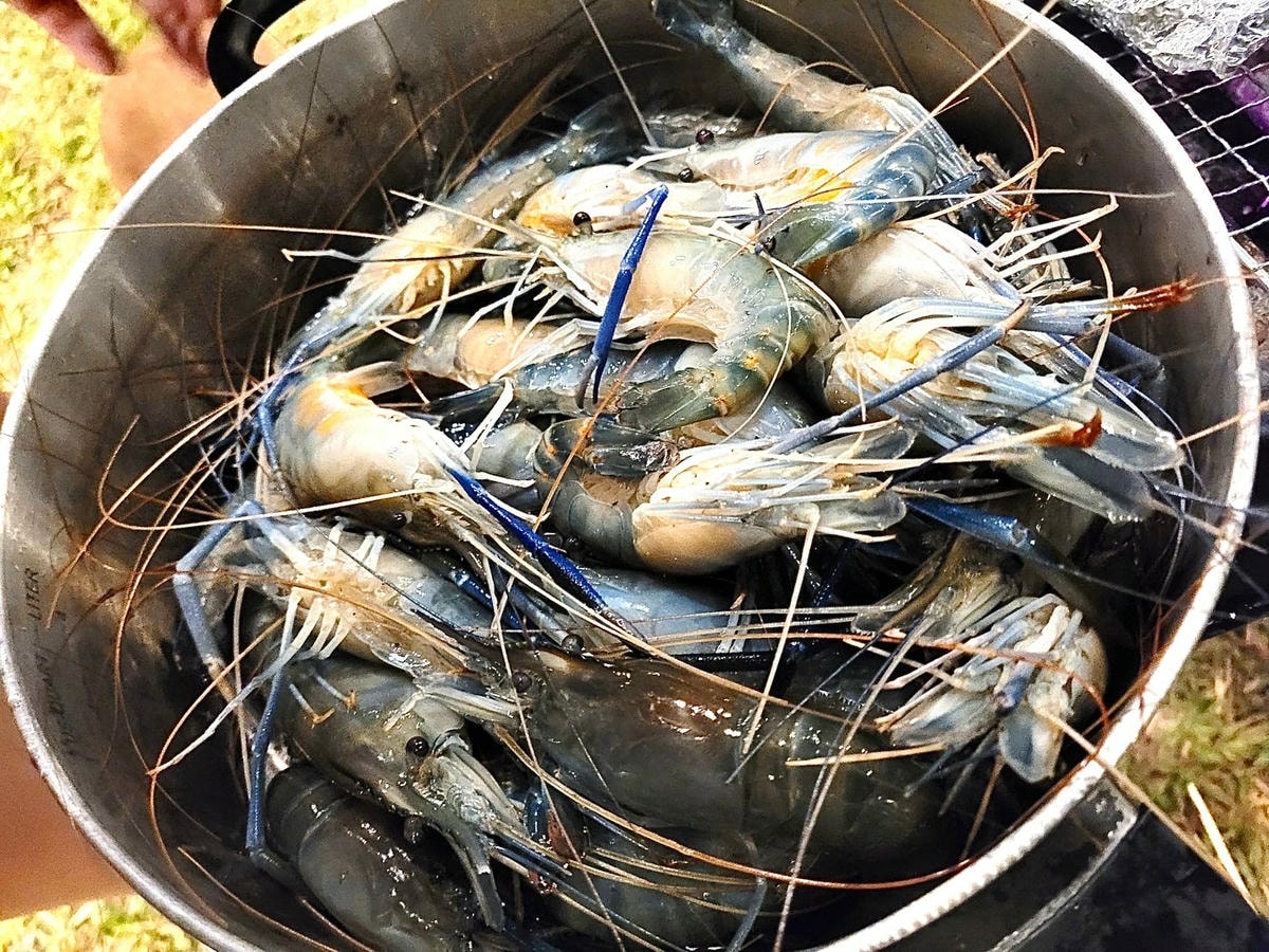 -田野森農場MORILIFE*。宜蘭冬山鄉懶人露營x免裝備露