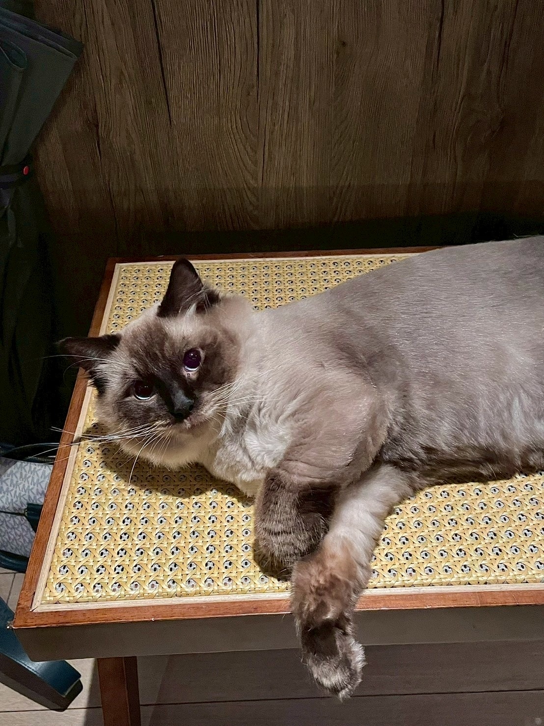貓之伊甸 Cat In Eden餐酒館
